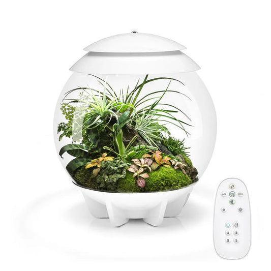 Climate-Adaptive Succulent Plant Potted Arrangements