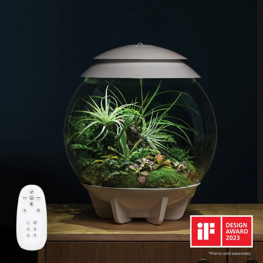 Climate-Adaptive Succulent Plant Potted Arrangements