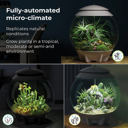 Climate-Adaptive Succulent Plant Potted Arrangements