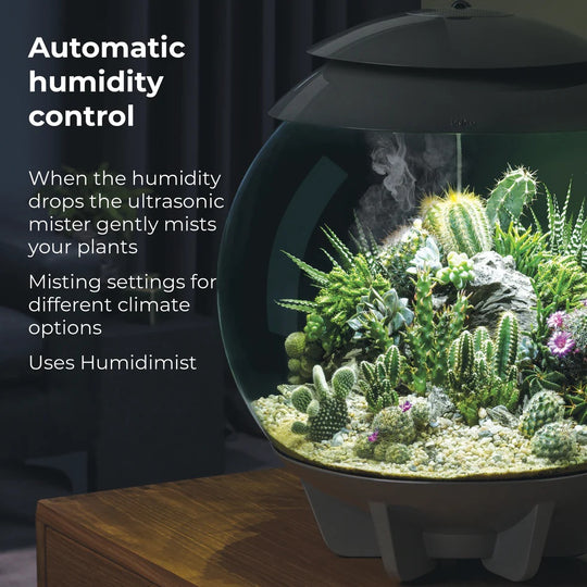 Climate-Adaptive Succulent Plant Potted Arrangements